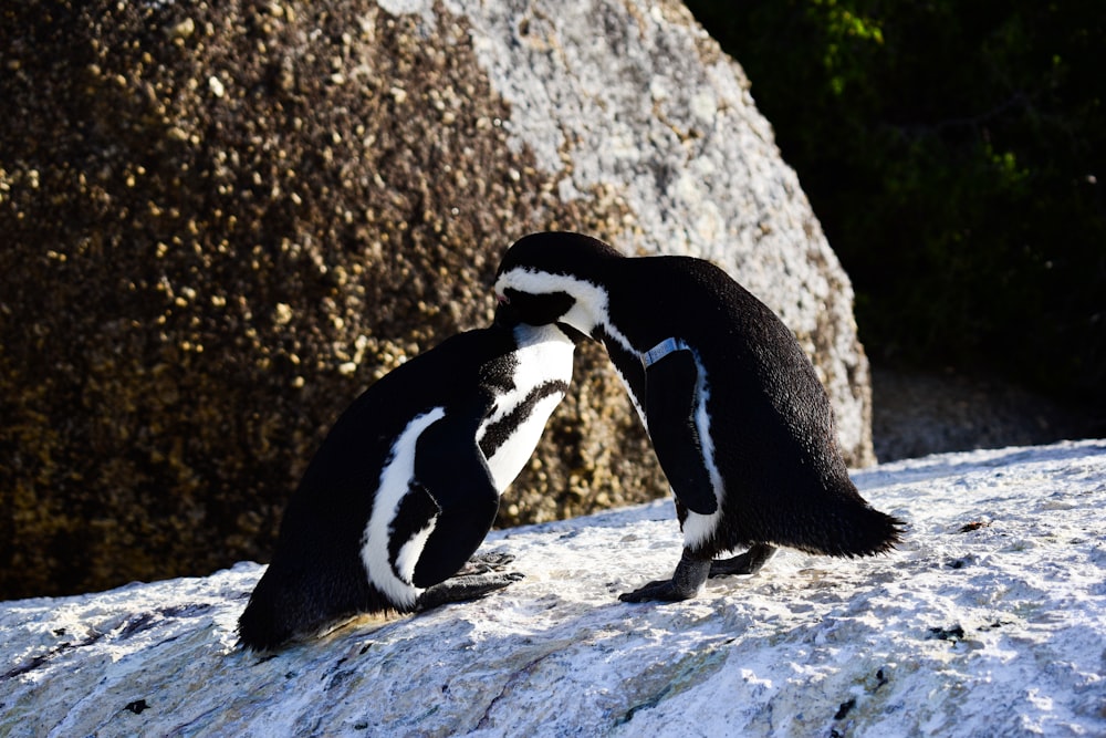 a couple penguins on a rock