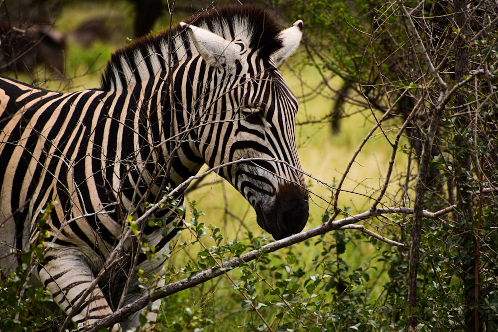 a zebra eating leaves