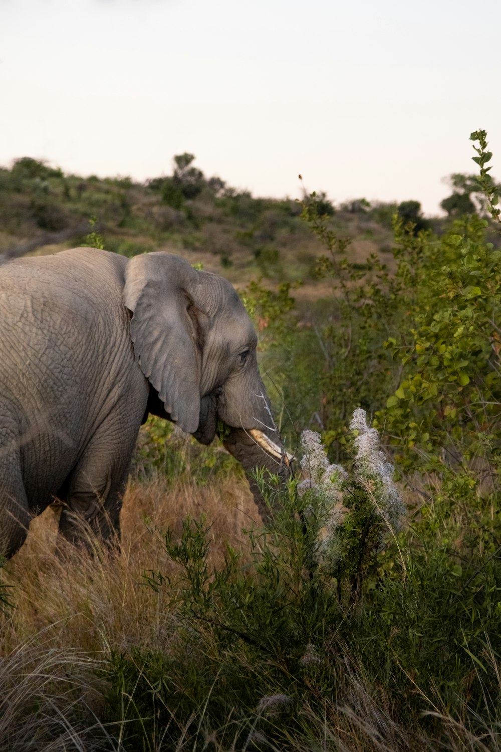 an elephant in the wild