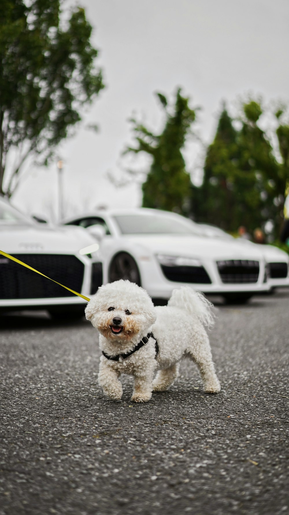 a dog walking on a road