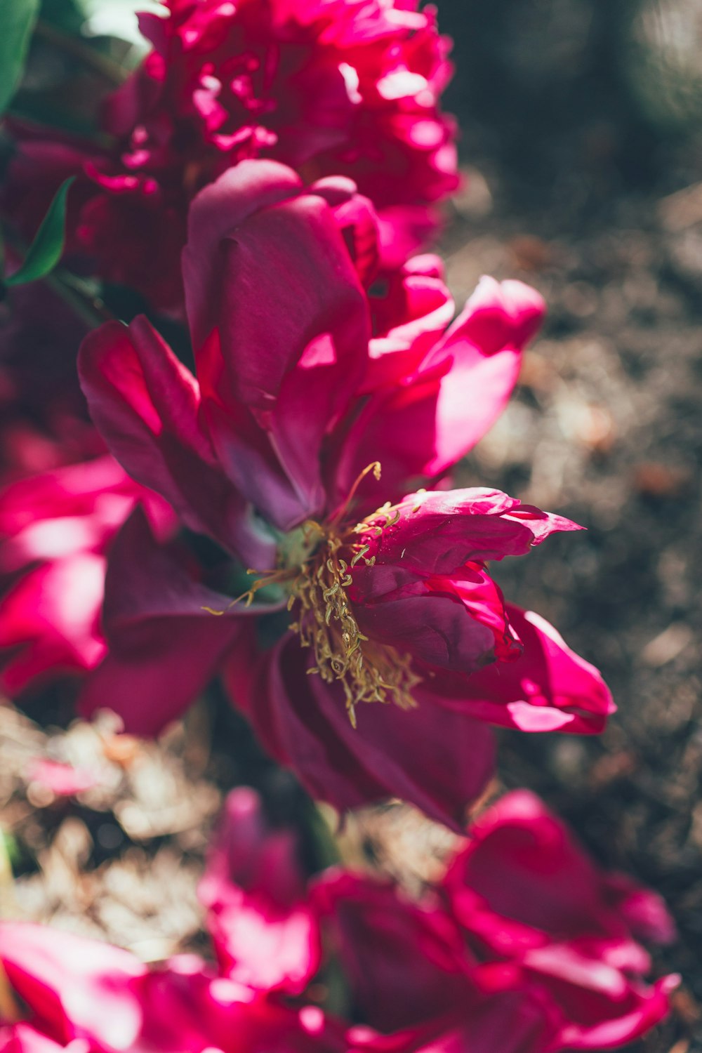 a close up of a flower