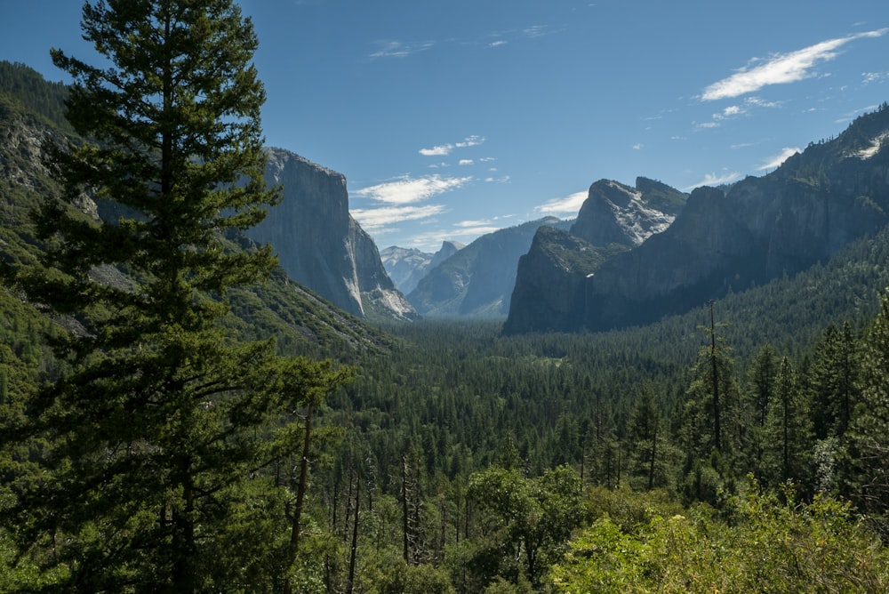 a forest of trees and mountains