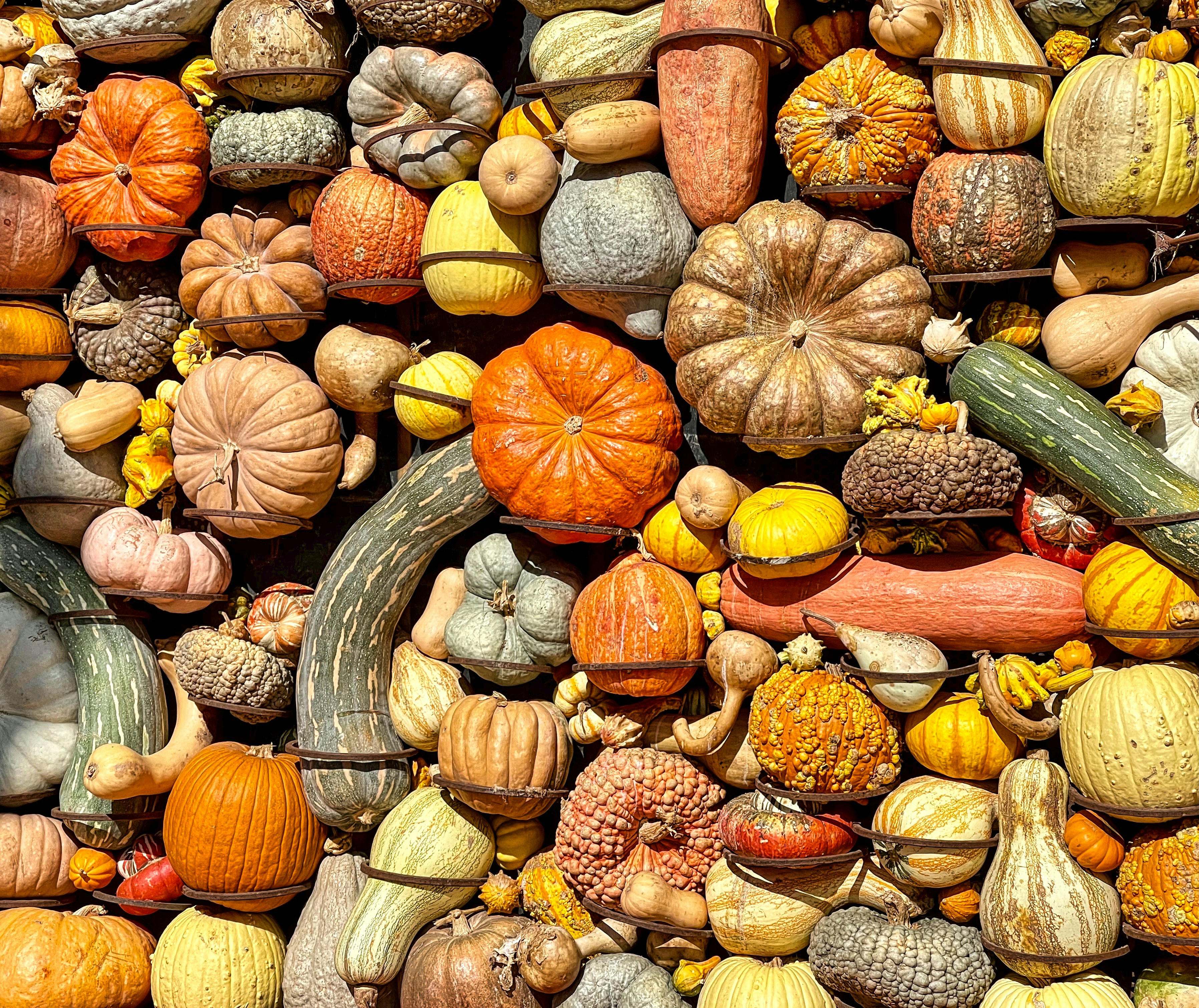 a pile of pumpkins