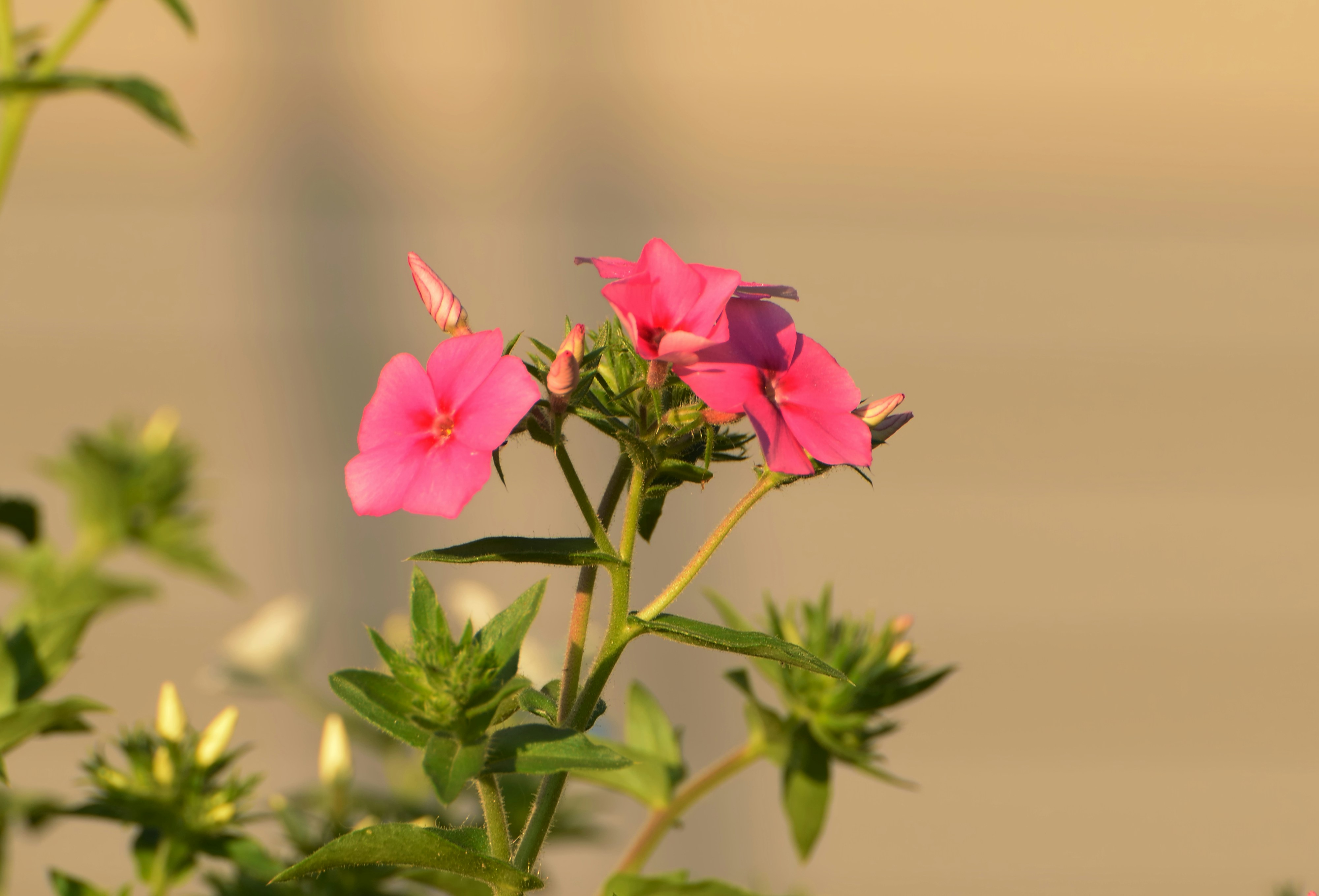 Photo by azxa661