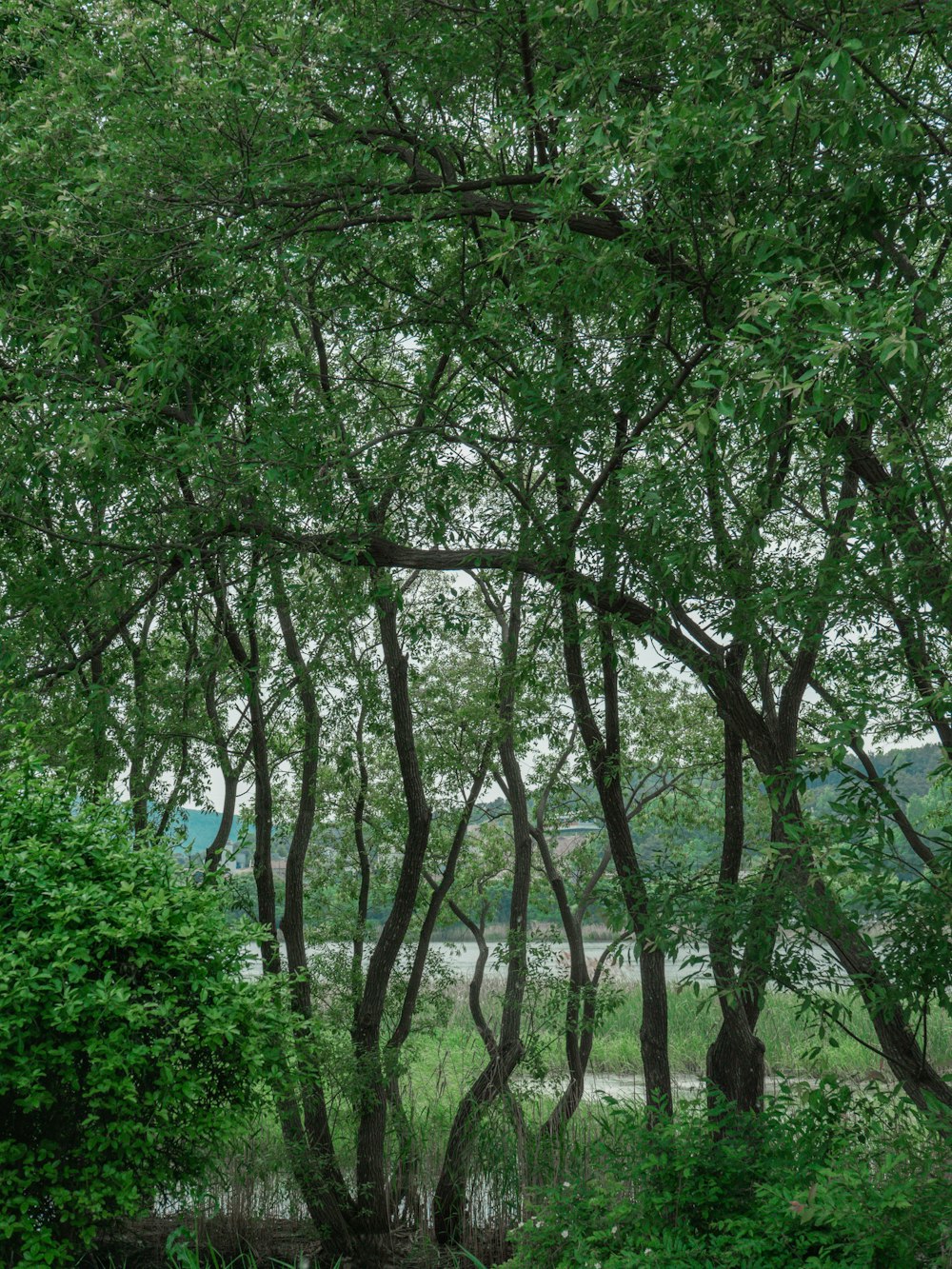 Una foresta di alberi