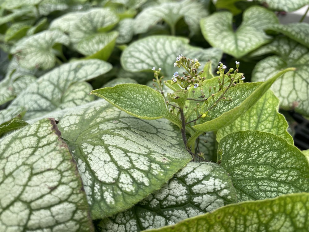 a close up of a leaf