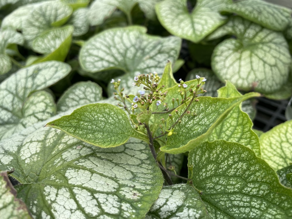 a close up of a leaf