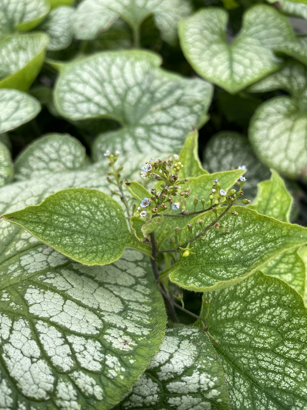 a close up of a leaf