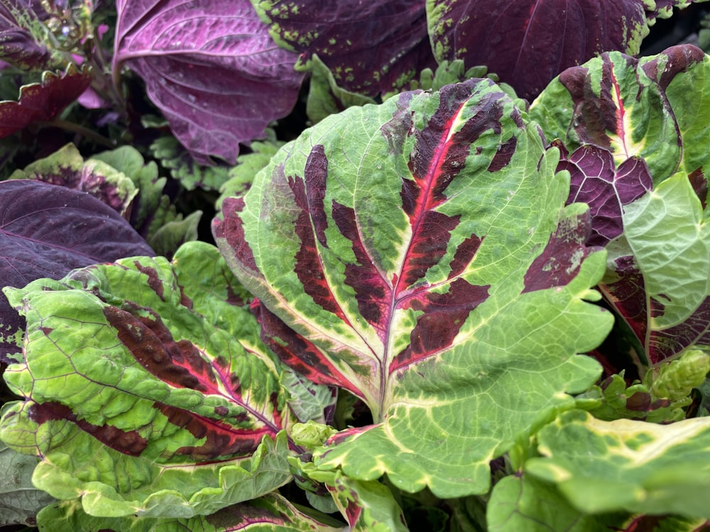 a group of colorful leaves