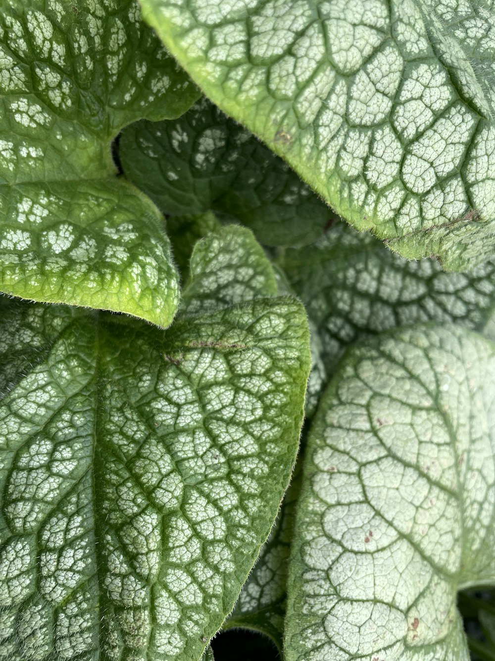 a close-up of a leaf