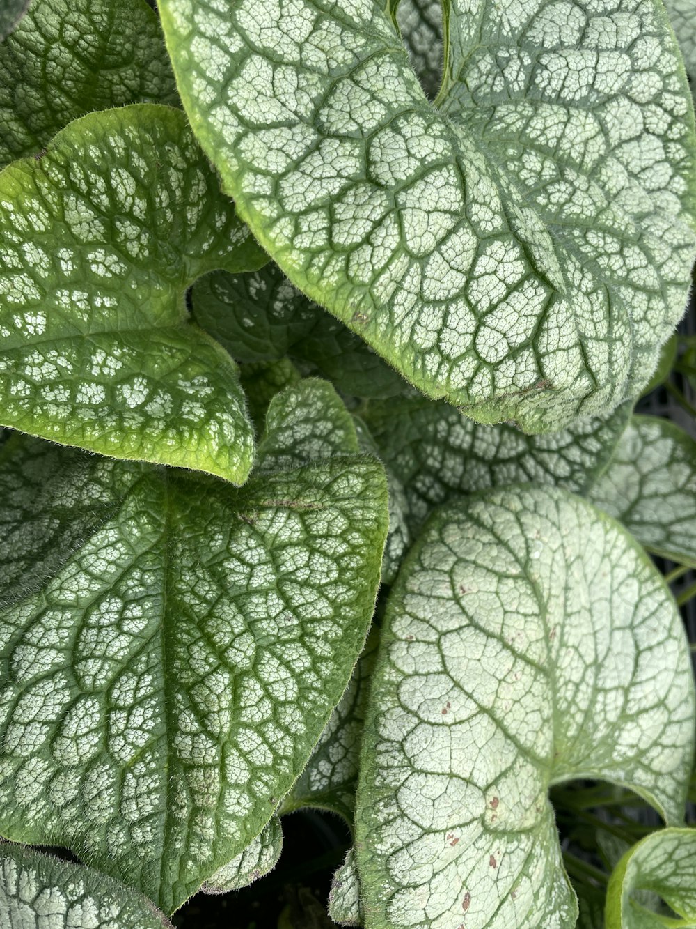 a close-up of a leaf