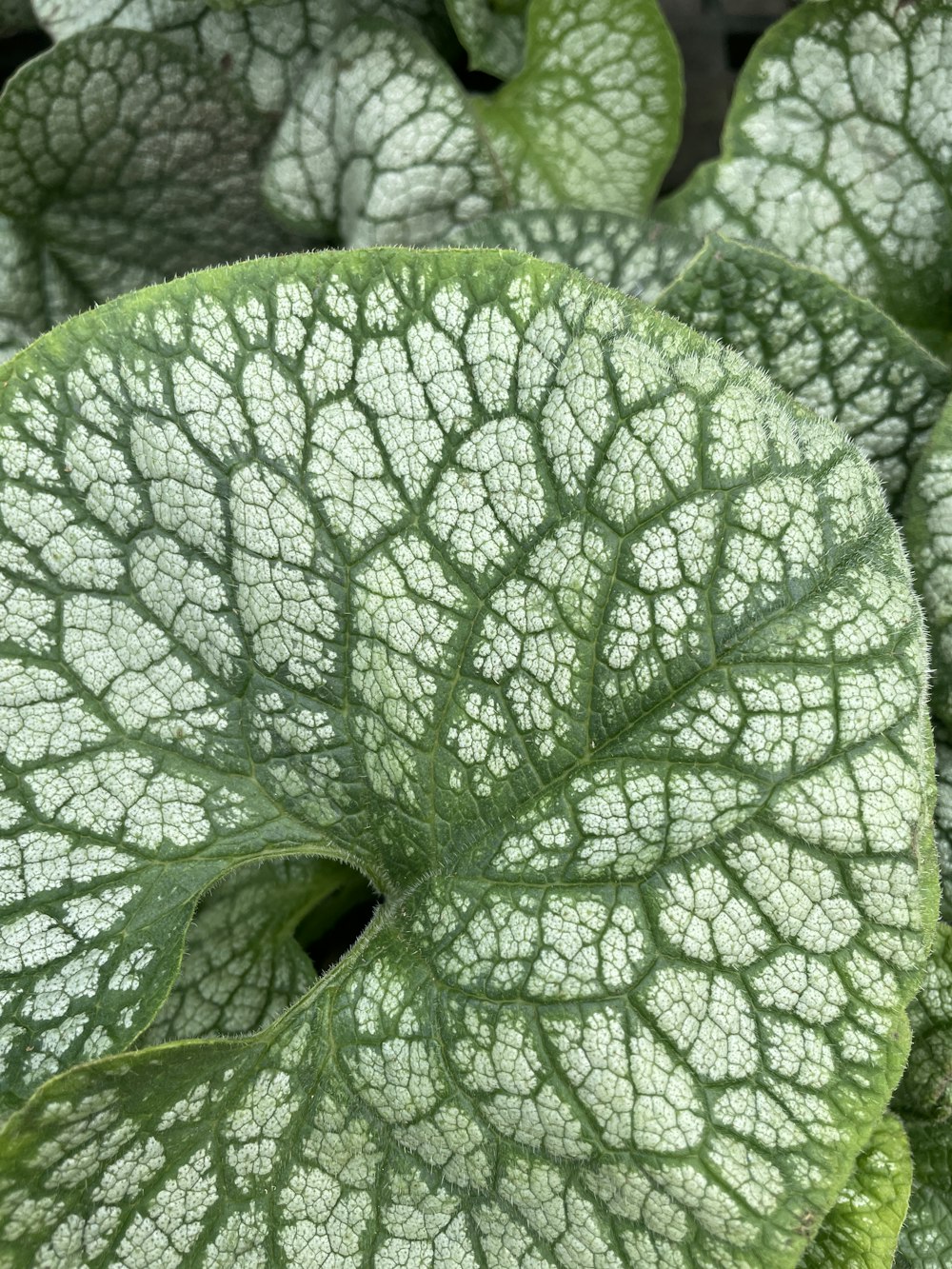 a close up of a leaf