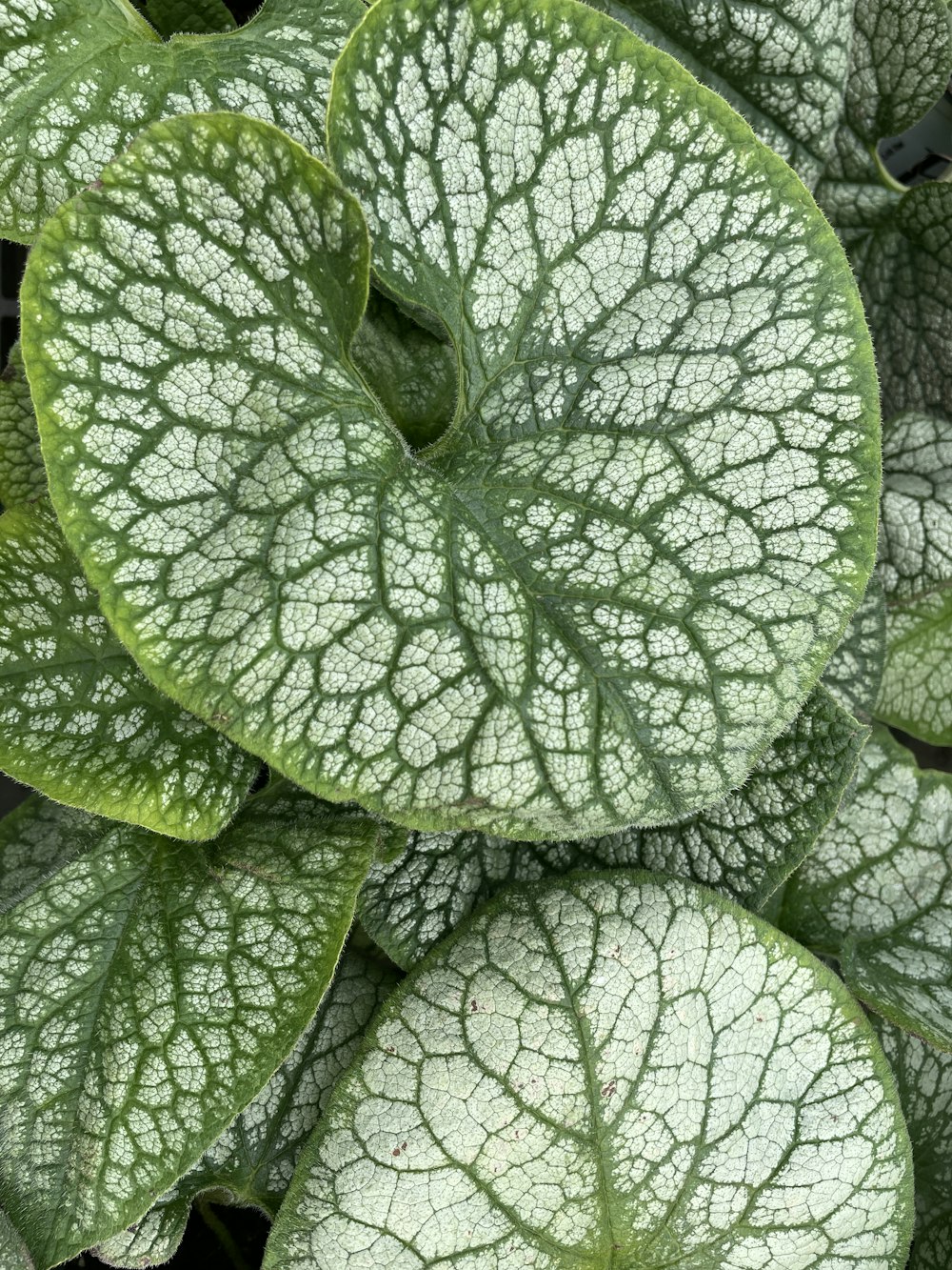 a large leafy plant