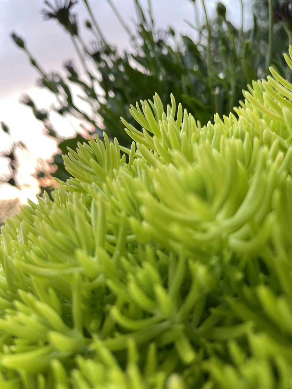 close-up de uma planta verde