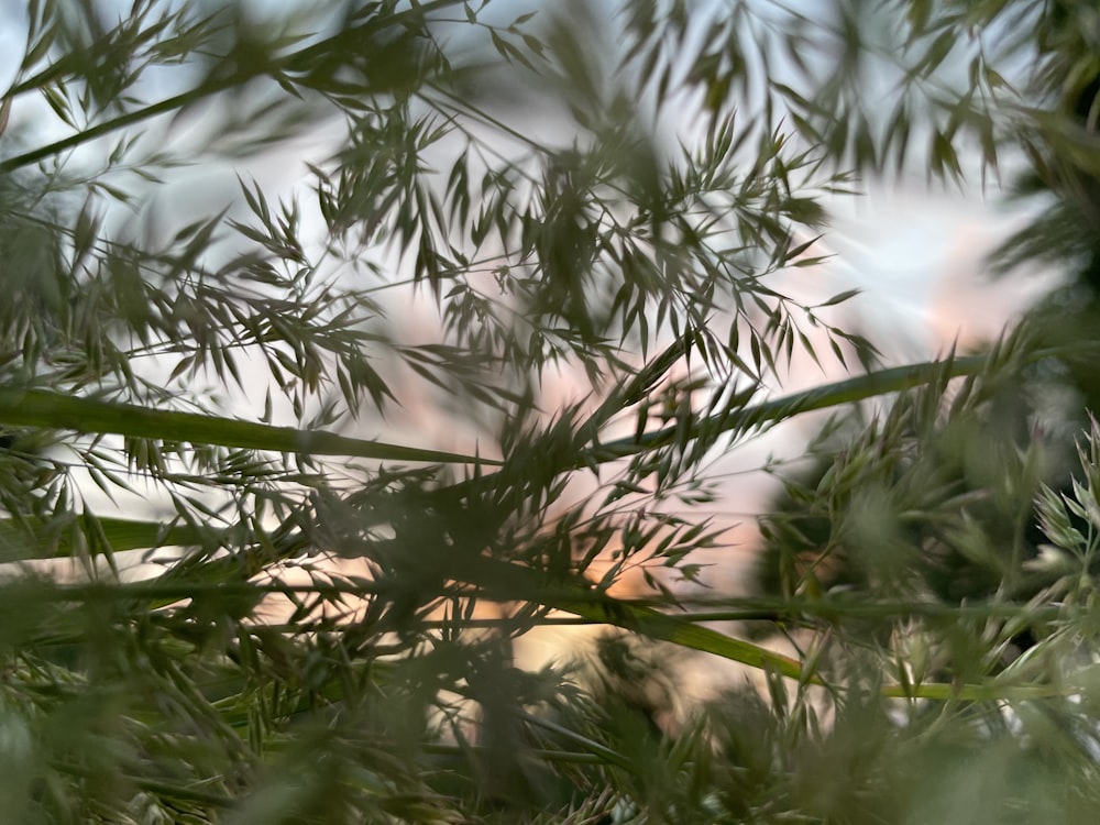 a tree with leaves