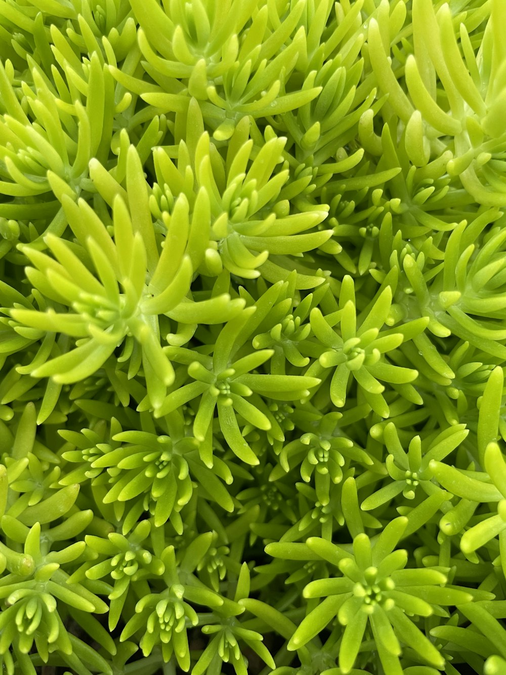 a close up of some green beans