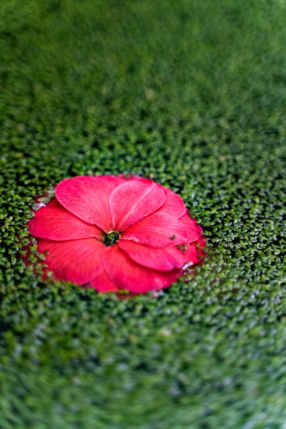 a red flower on grass