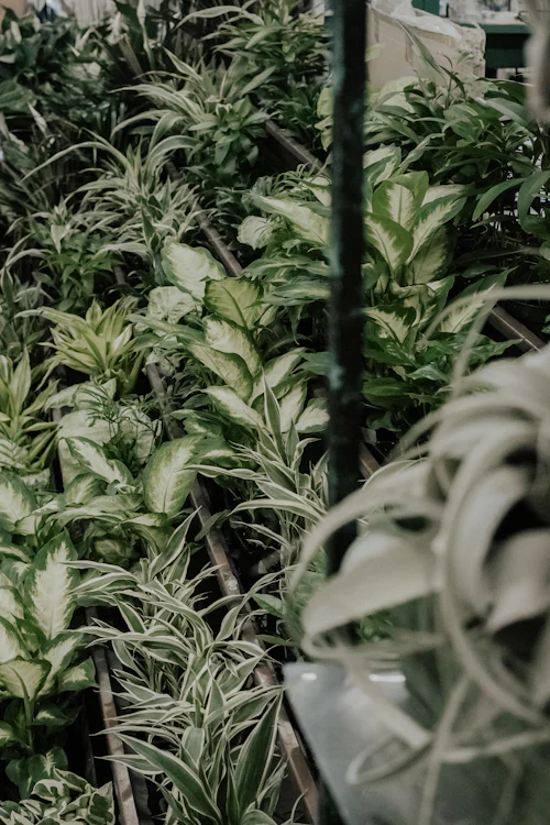 Plantas ornamentais