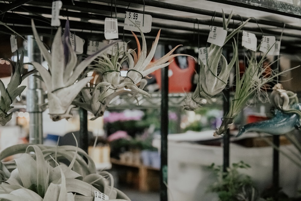 a plant in a store