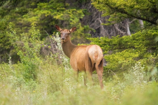a deer in a grassy area