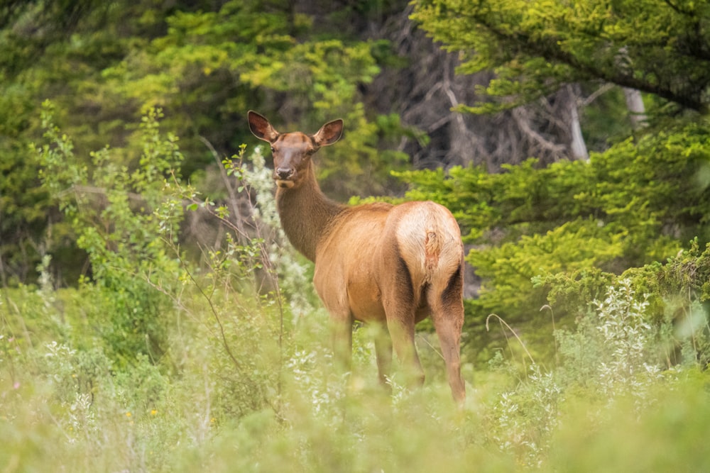 um cervo em uma área gramada