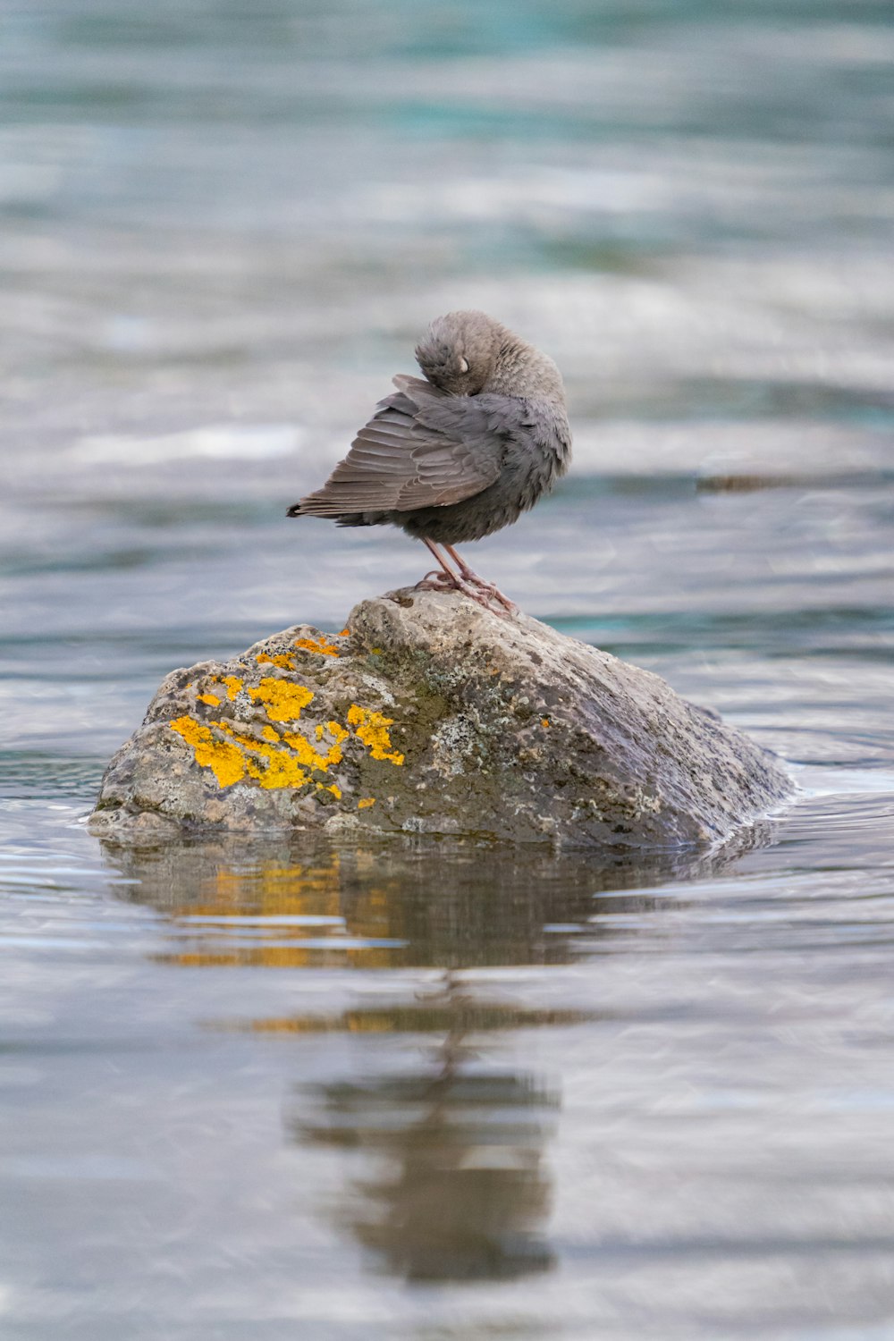 a bird on a rock in the water