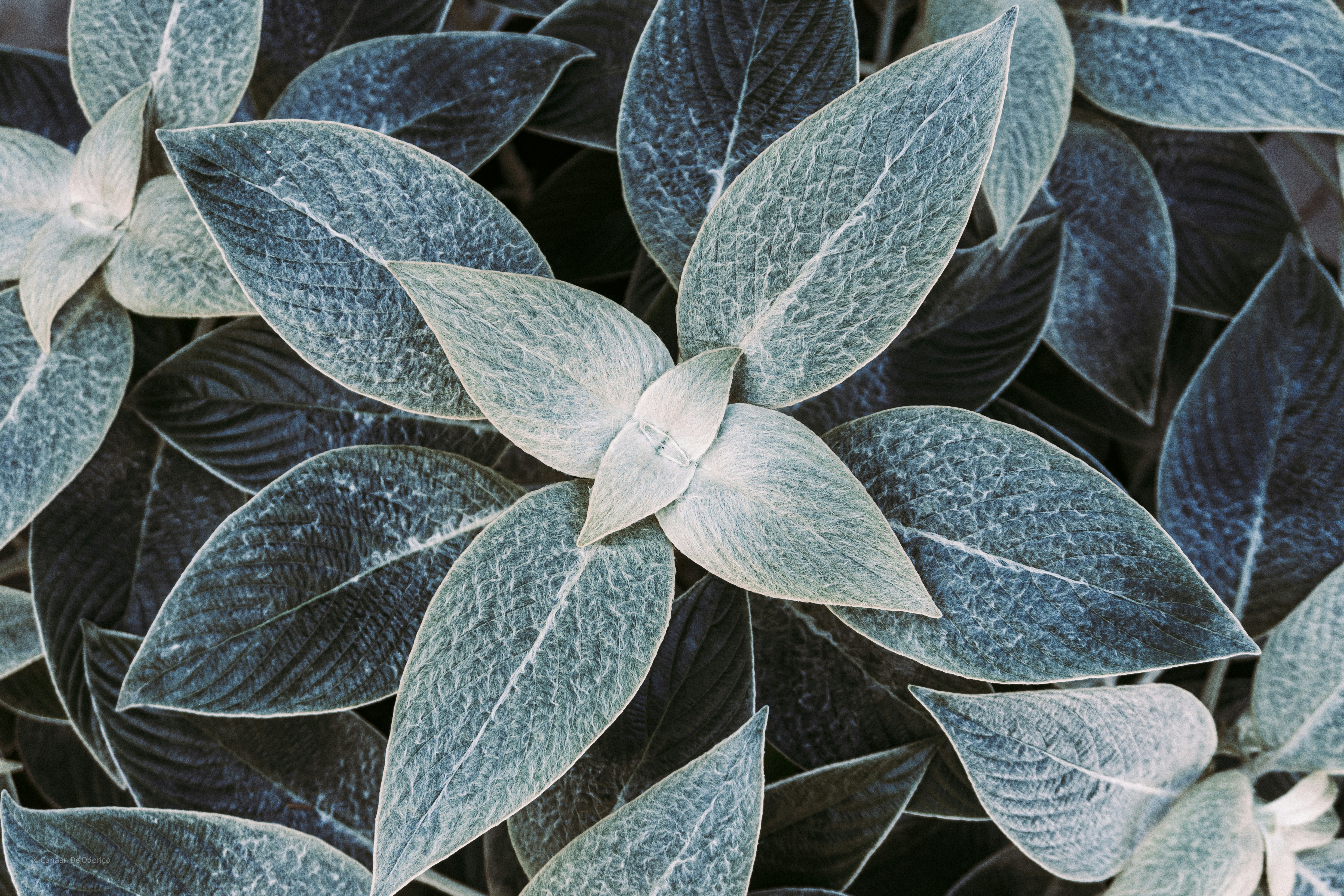 Eine Gruppe von Blättern