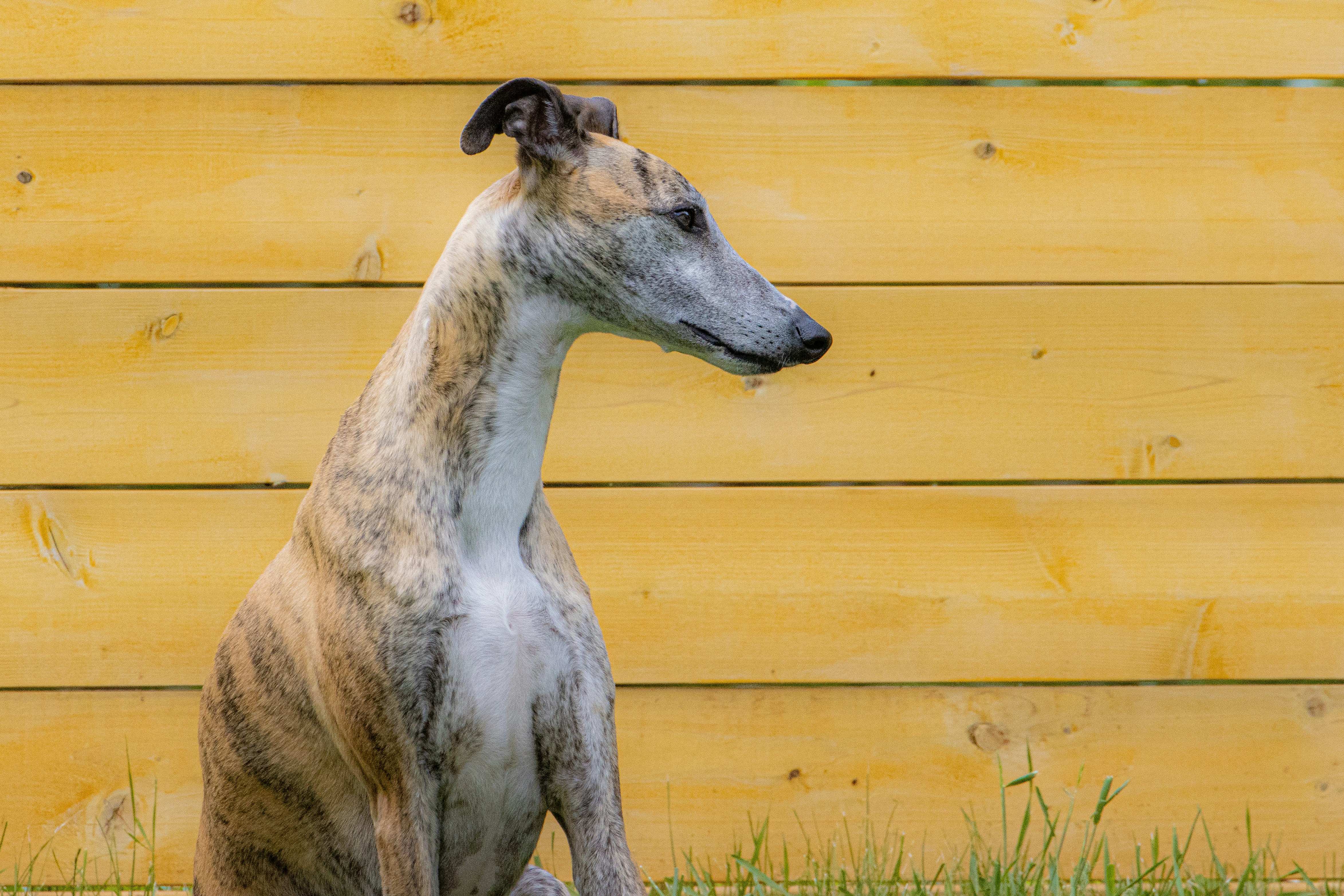 Lévrier Greyhound