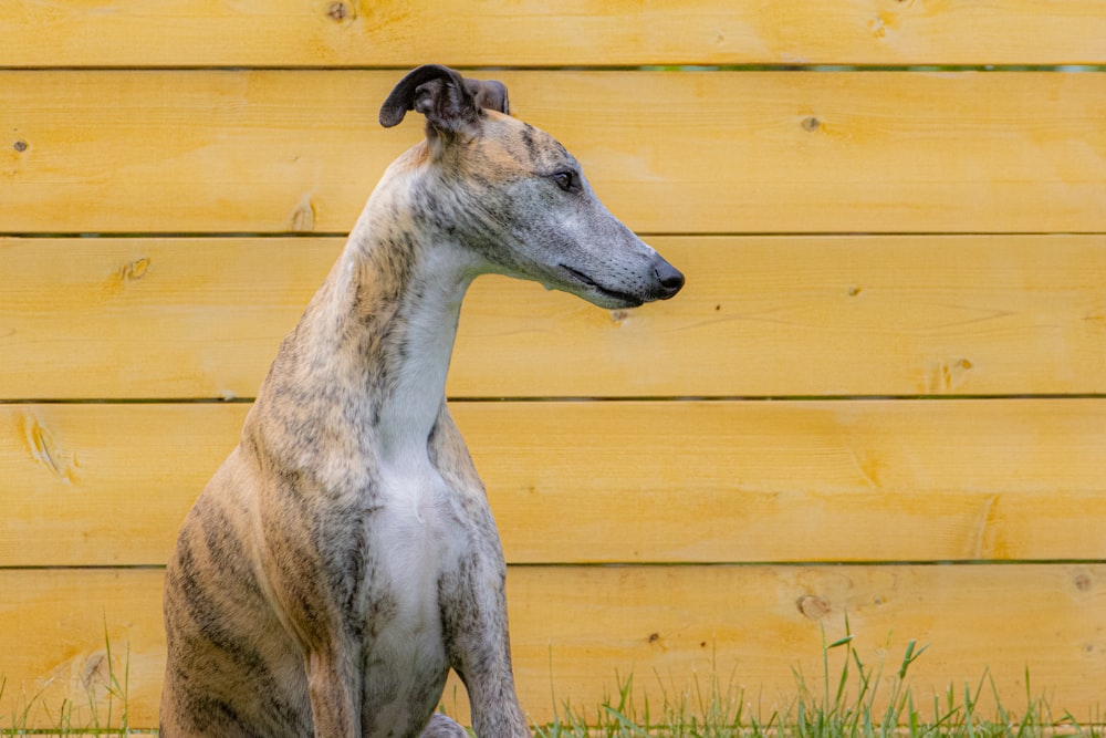 a kangaroo standing in front of a wooden fence