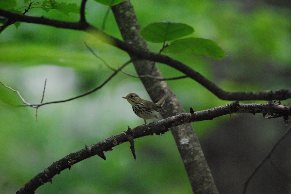 a bird sits on a branch