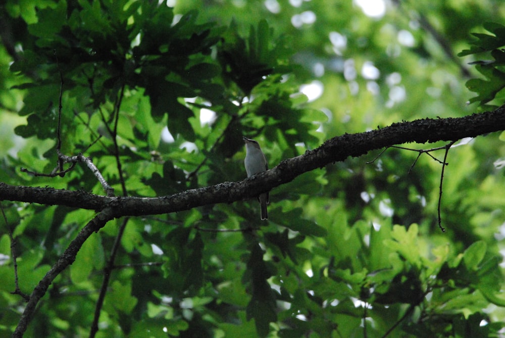 a bird sitting on a branch