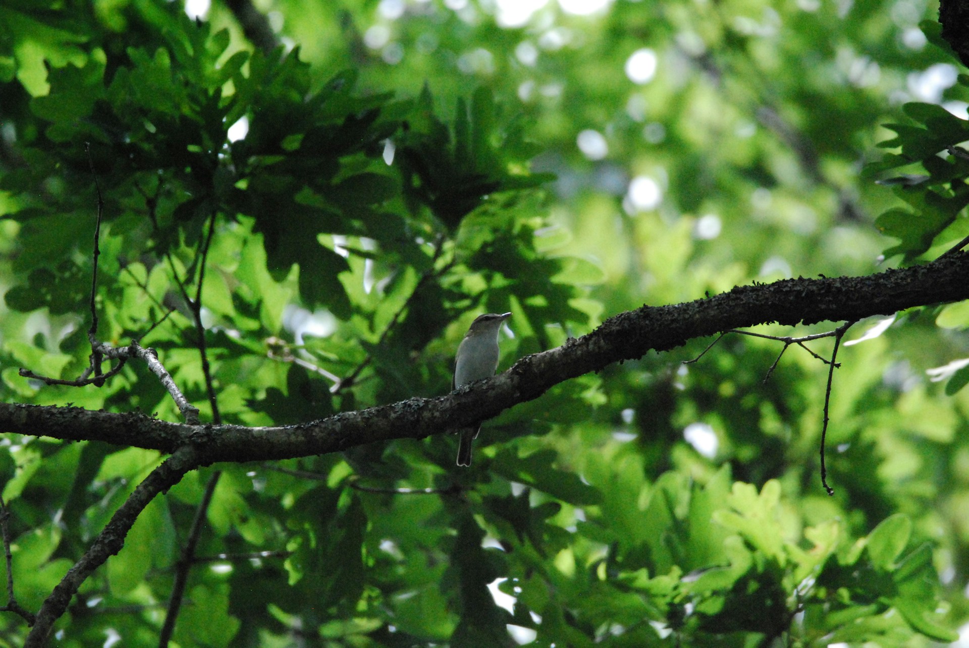 A graceful bird perched on a slender branch, surrounded by lush green leaves glowing in golden sunlight.