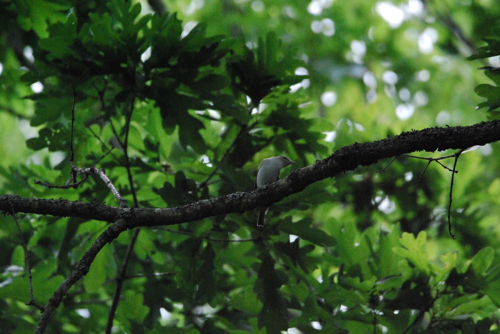 a bird sitting on a branch