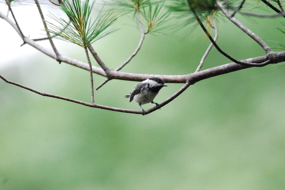 a bird sitting on a tree branch