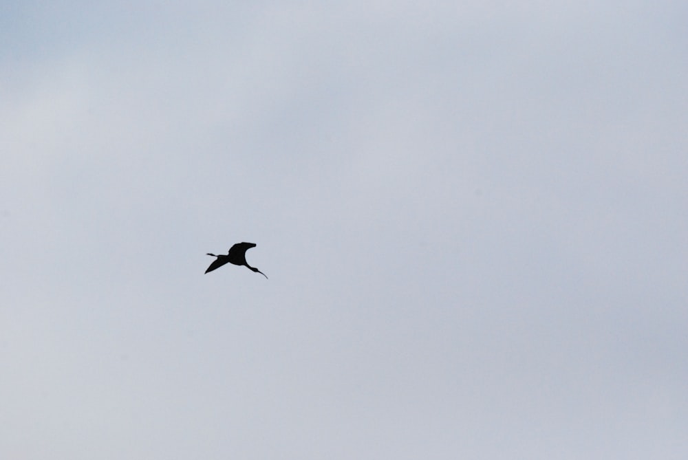 a bird flying in the sky