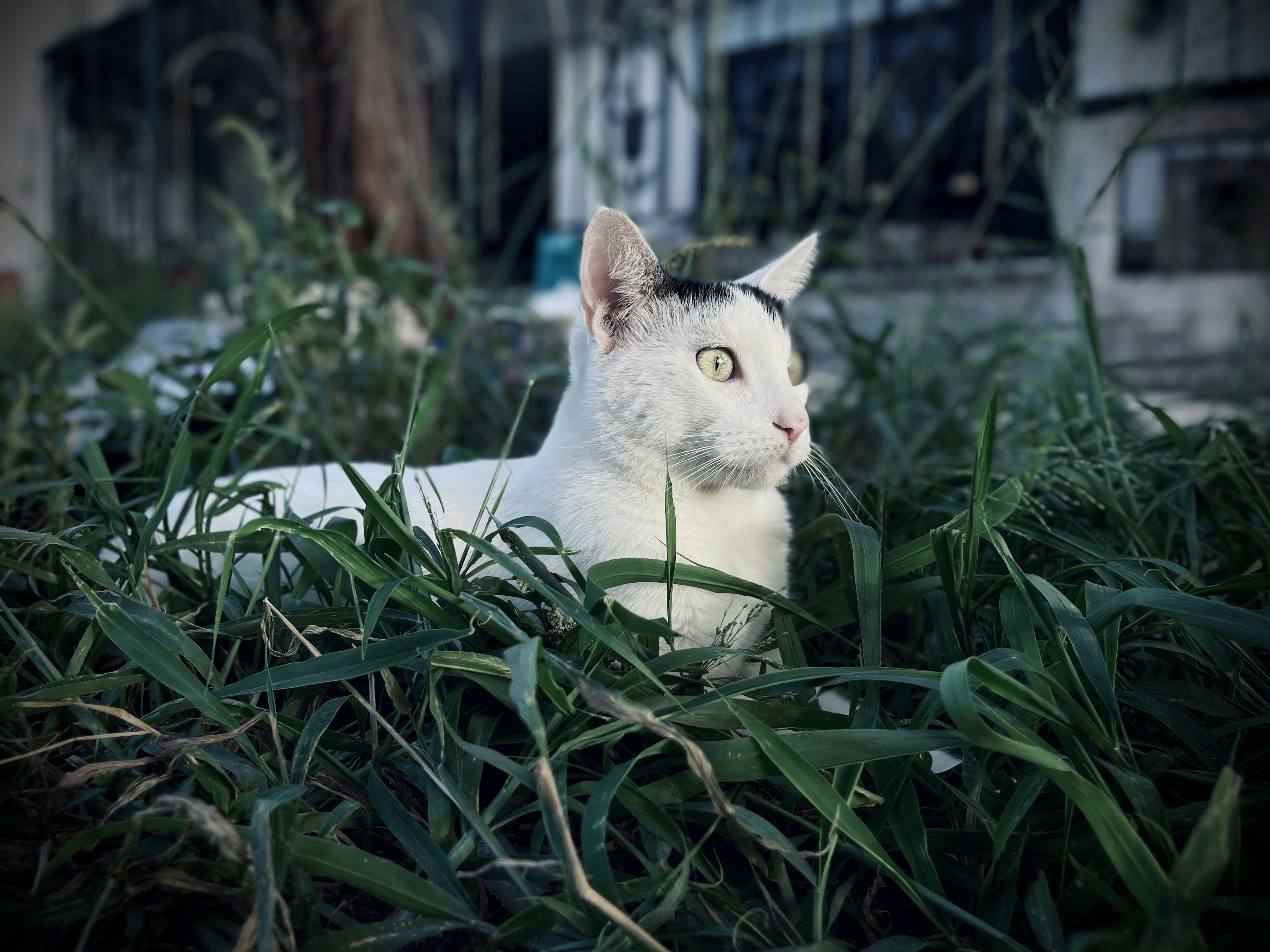 Photo by joshdam_oficcial