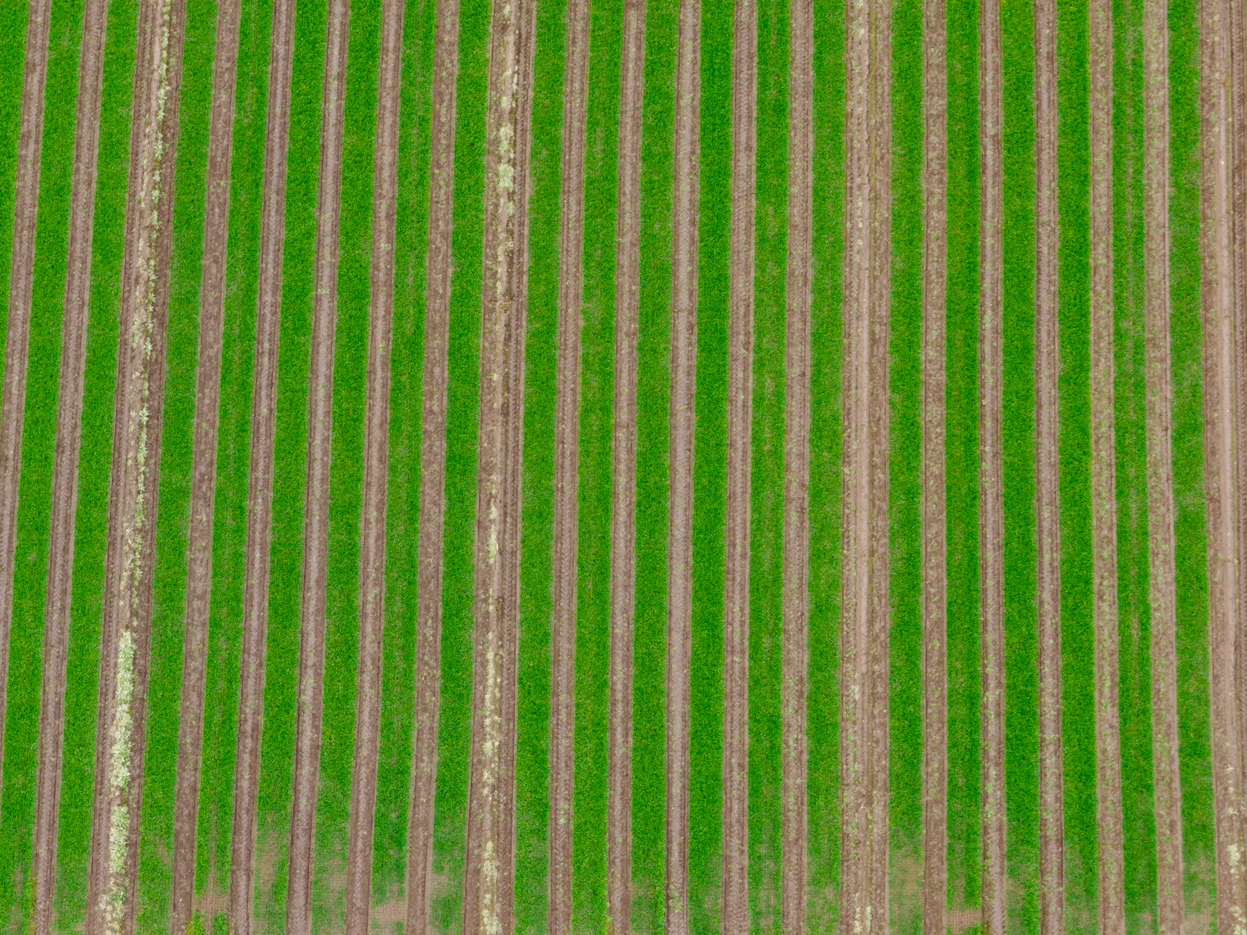 Aerial view of long green crop rows running across a farm field