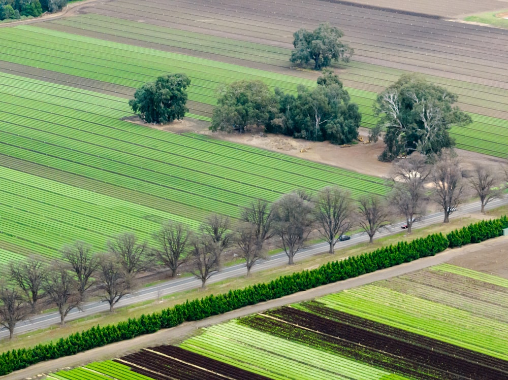 a large green field with trees