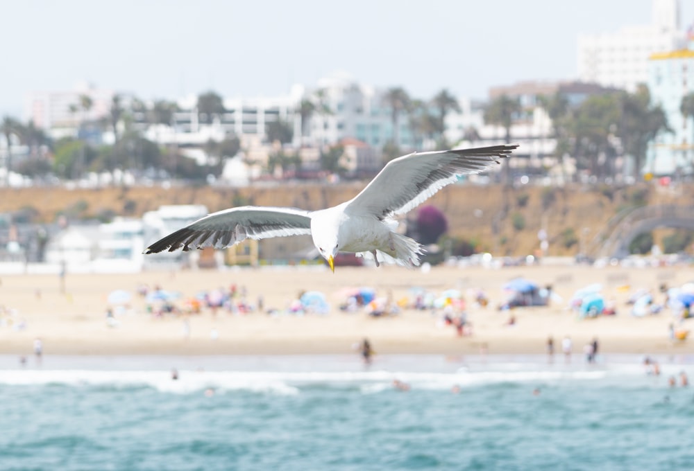 a seagull flying over a beach