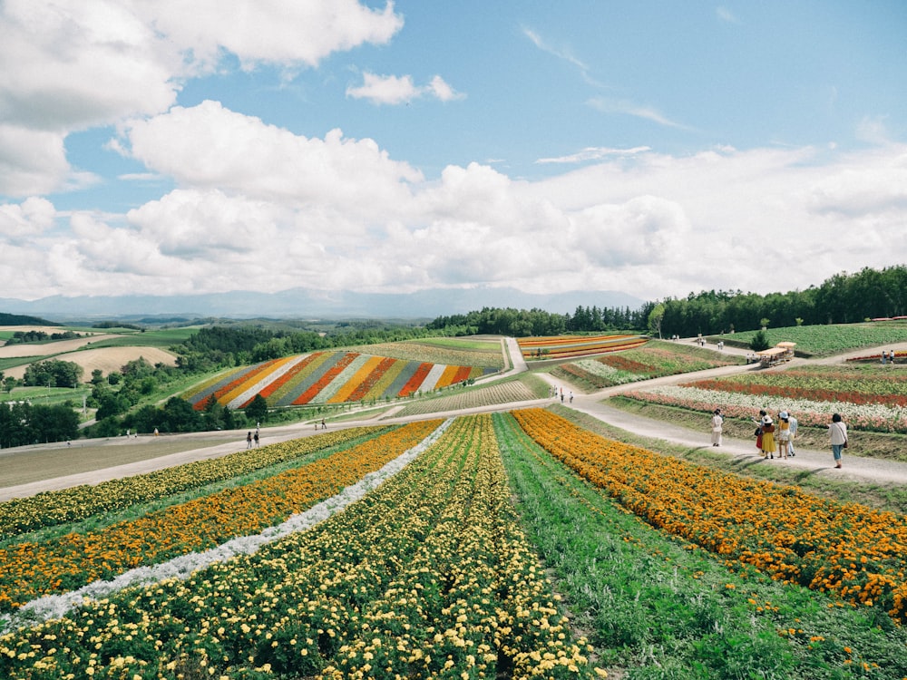 a field of flowers