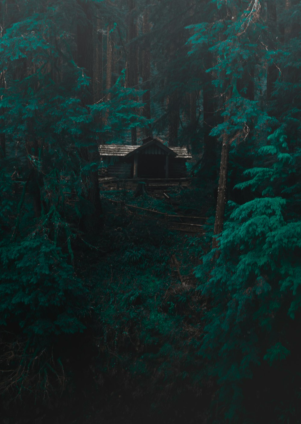 a house in the middle of a forest