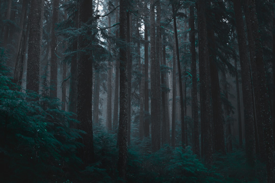 a forest with trees, Foggy forest