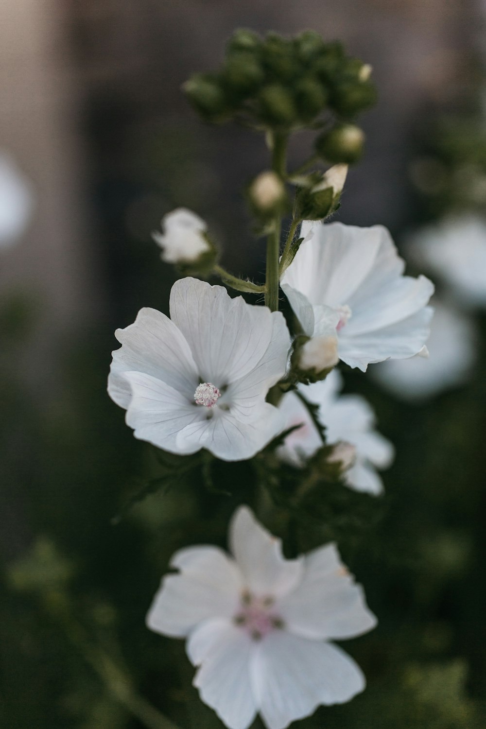 a close up of white flowers