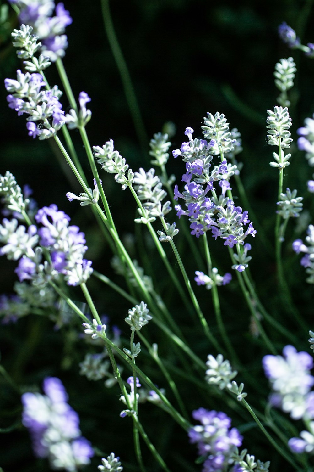 a close up of some flowers