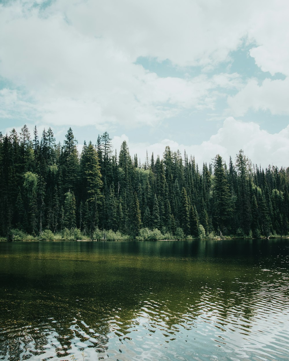 a lake with trees around it