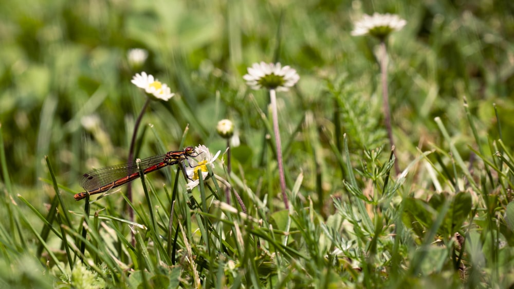 a butterfly on a flower