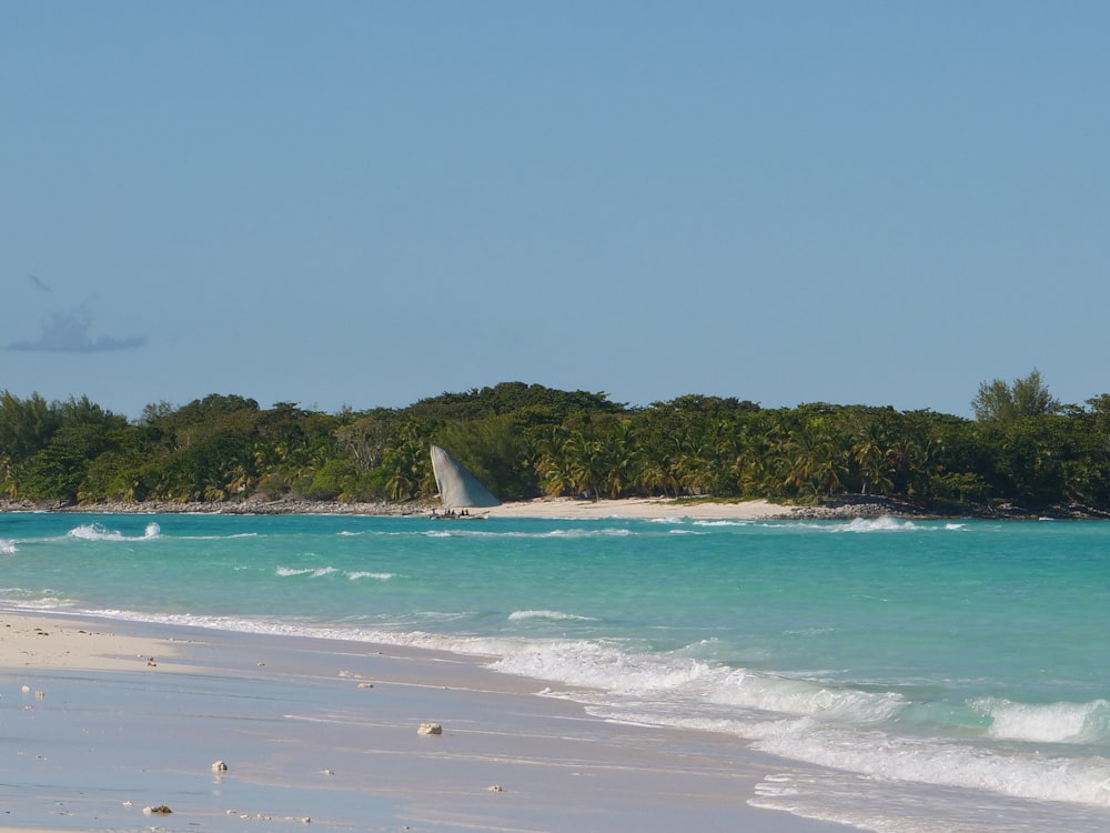 a beach with trees and a body of water