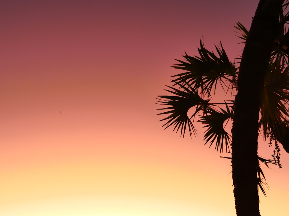a palm tree against a pink sky