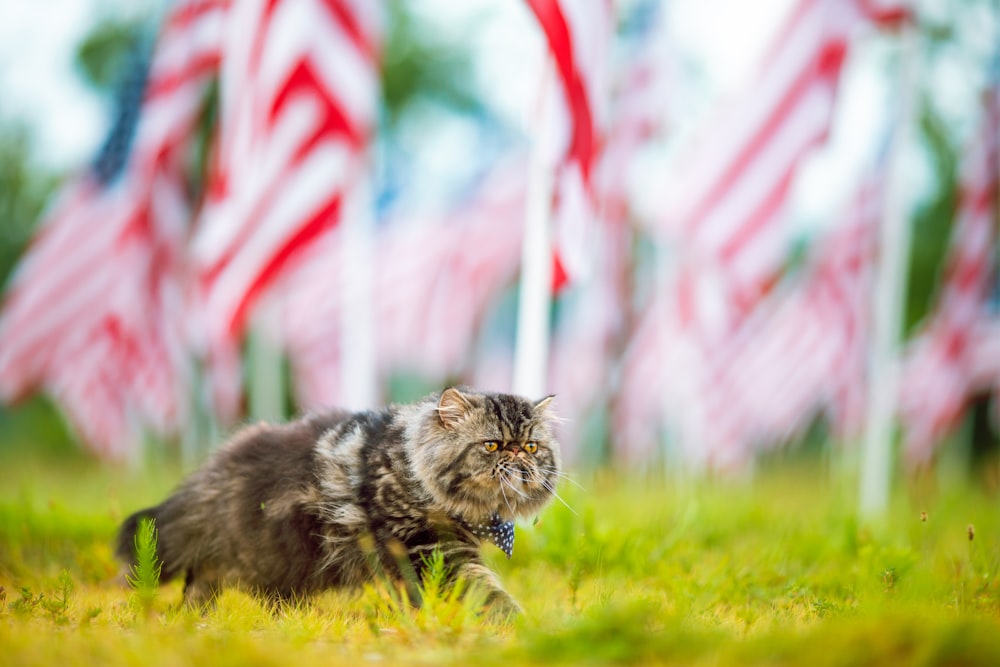 a cat running in a field