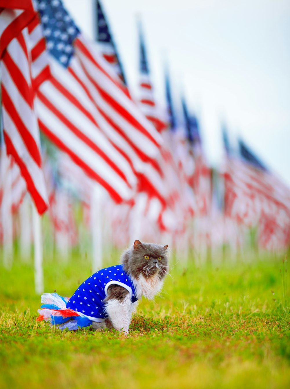 Un gato con una camisa azul frente a una bandera